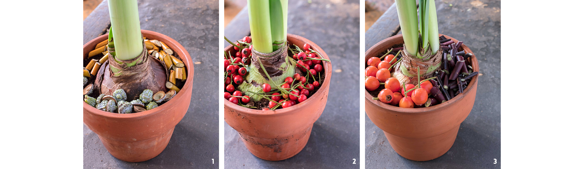 Étapes du paillage de l'Amaryllis Maestro en pot par Stéphane Chappelle.