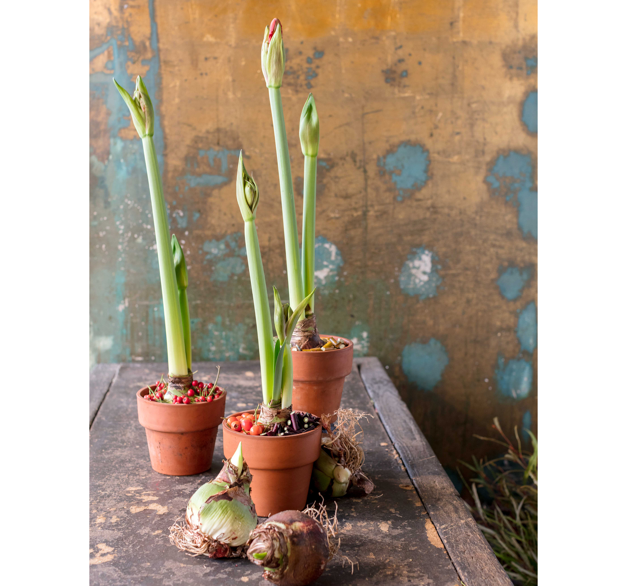 Amaryllis Maestro en pot par Stéphane Chappelle.