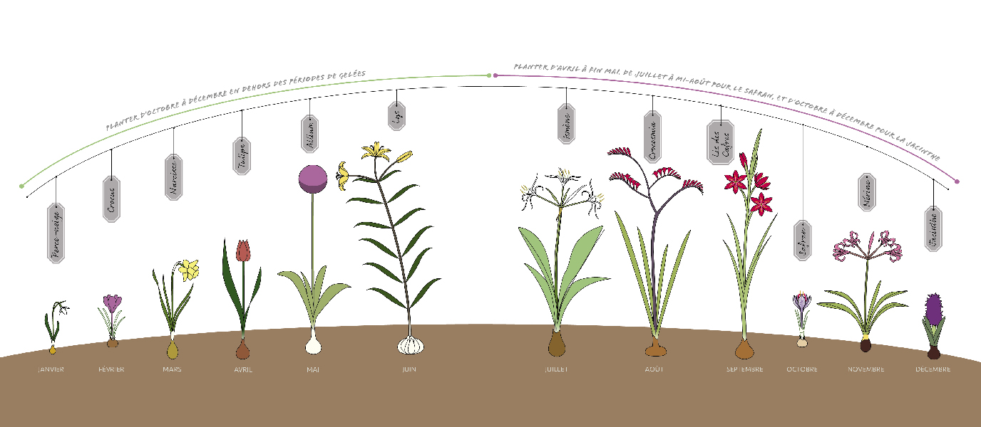 Illustration d'une année de plantes bulbeuses.