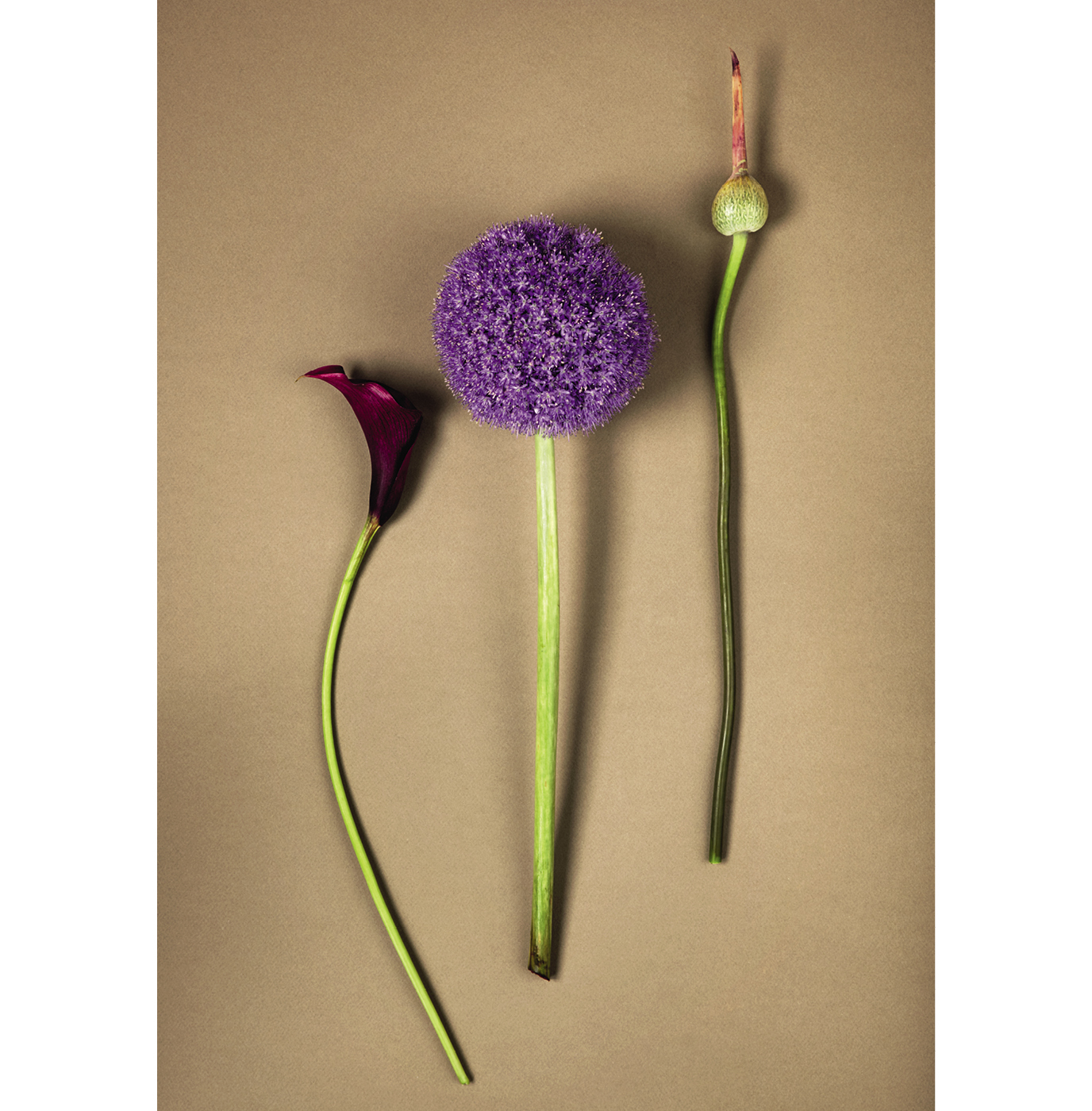 Composition : fleur de Calla violet, allium en fleur et allium en bouton.