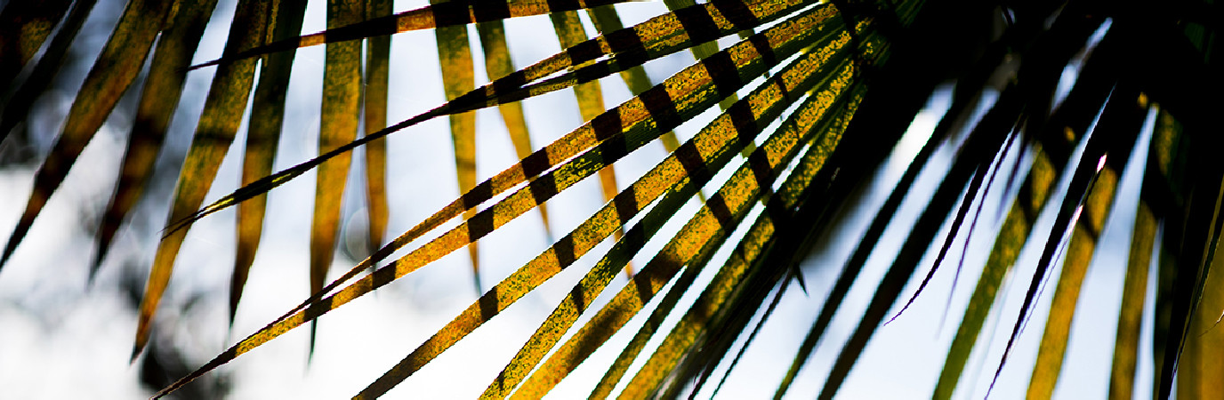 Ciel à travers des feuilles de palmiers.