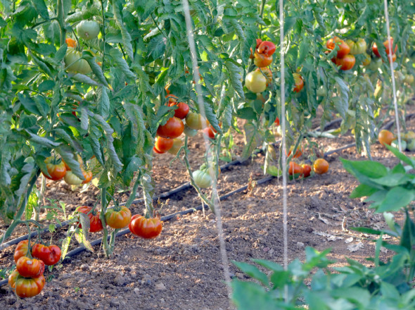 Rangs de pieds de tomates dans un serre. Sol enrichit avec la mycorhise. Premier Tech Hoticulture