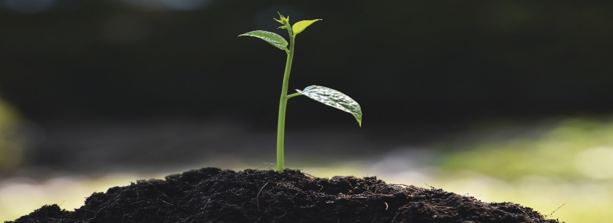 la mycorhize comme un nouvel organe dans le sol