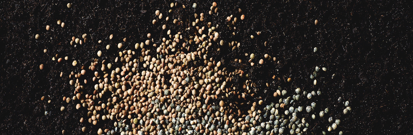 Graines de légumineuses ; Lentille multicolore d’Ombrie, Lentille anicia.