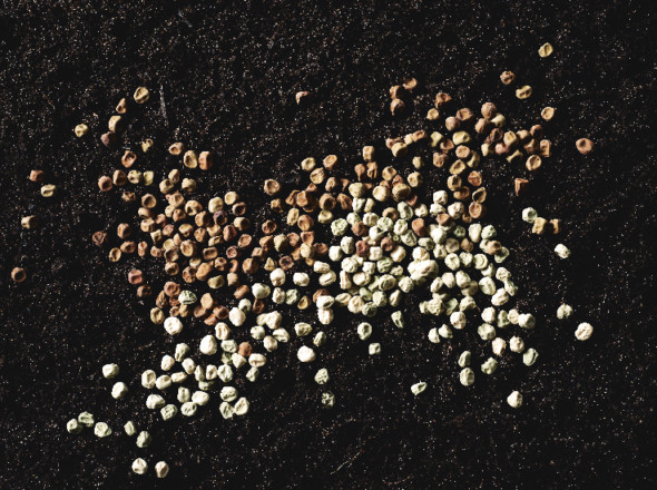 Graines de légumineuses ; Lentille multicolore d’Ombrie, Lentille anicia.