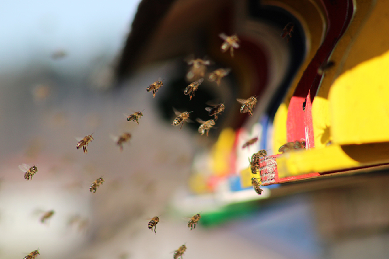 Des ruches urbaines