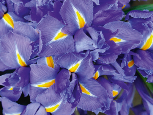 Françoise Persouyre, inspiration, couleur, fleurs.