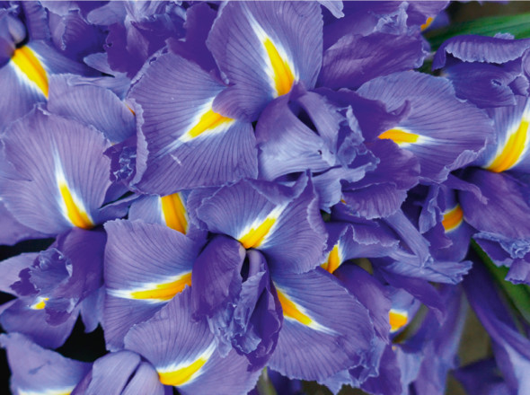 Françoise Persouyre, inspiration, couleur, fleurs.