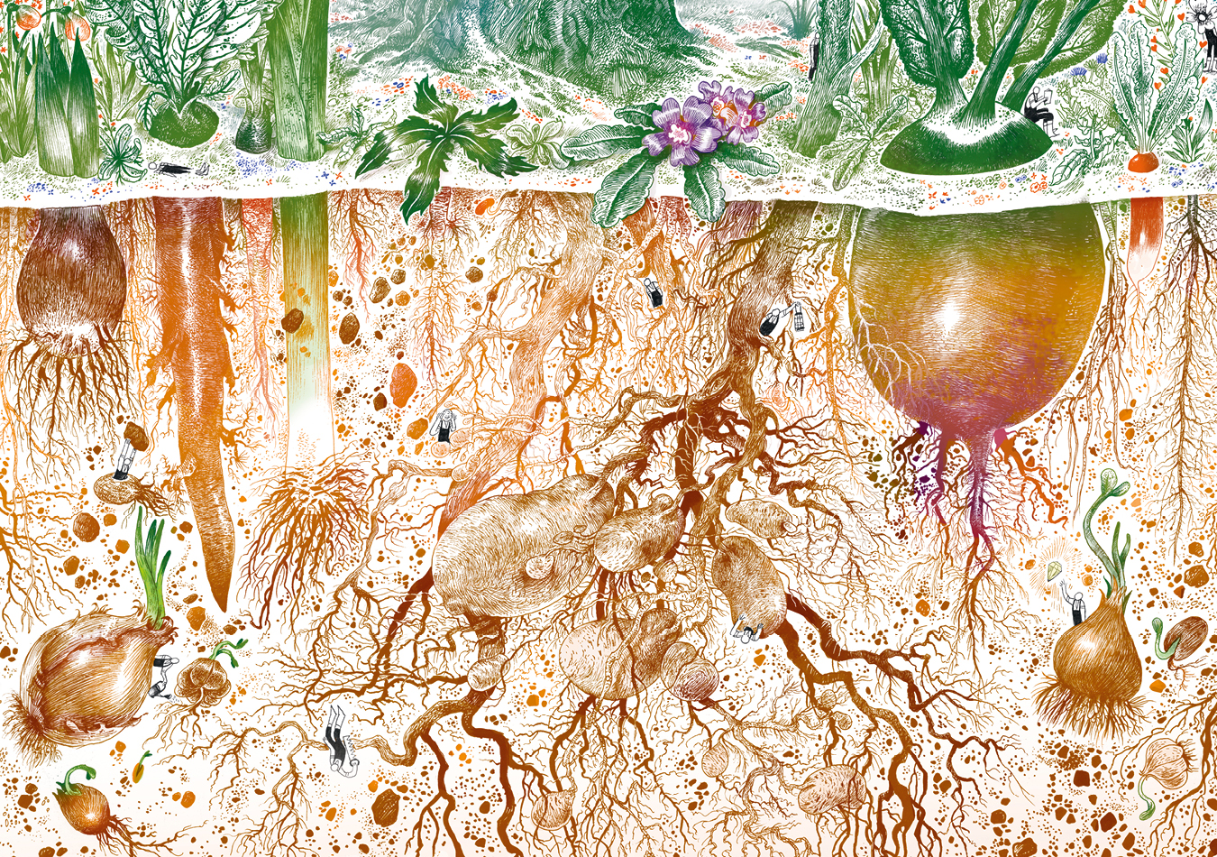 Jardinages des racines, Illustration Vincent Gravé, Garden_Lab#10 Jardins & sécheresse