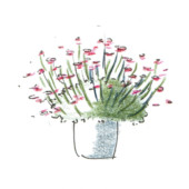 Lomelosia minoana, DIY, gardenfab.fr