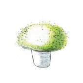 Santolina viridis ‘Primrose Gem’, DIY, gardenfab.fr
