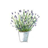 Lavandula angustifolia, DIY, gardenfab.fr