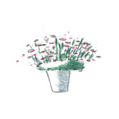 Centaurea bella, DIY, gardenfab.fr