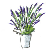 Salvia amplexicaulis, DIY, gardenfab.fr