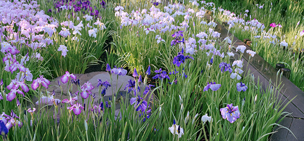 Revue Garden_Lab n°11, Paysages Olfactifs. Le jardin d’iris, parcDonald M. Kendall, États-Unis. Paysagiste, François Goffinet, photo Bruno Suet.