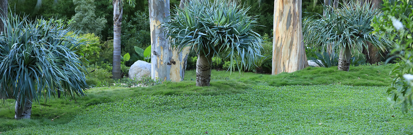 Jardin de la villa La Californie, réalisé par le paysagiste Jean Mus. Garden_Lab#11