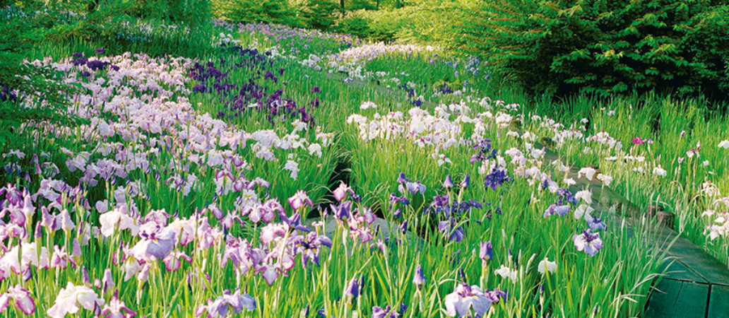 Garden_Lab 11, Paysages Olfactifs. Rivière d'Iris