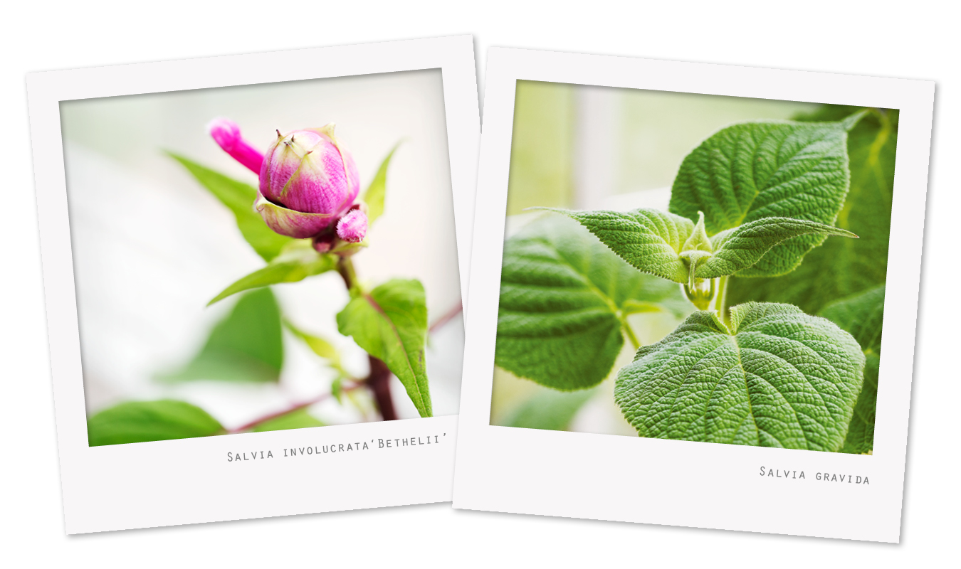 Conférences du CCVS à Nantes, les 2 et 3 septembre 2021.