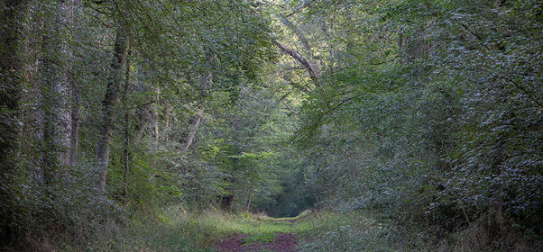 Revue Garden_Lab numéro 13 Des arbres et des hommes.