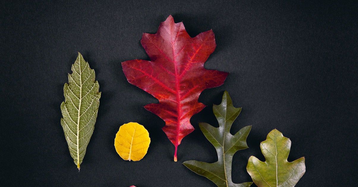 Revue Garden_Lab numéro 13 Des arbres et des hommes.