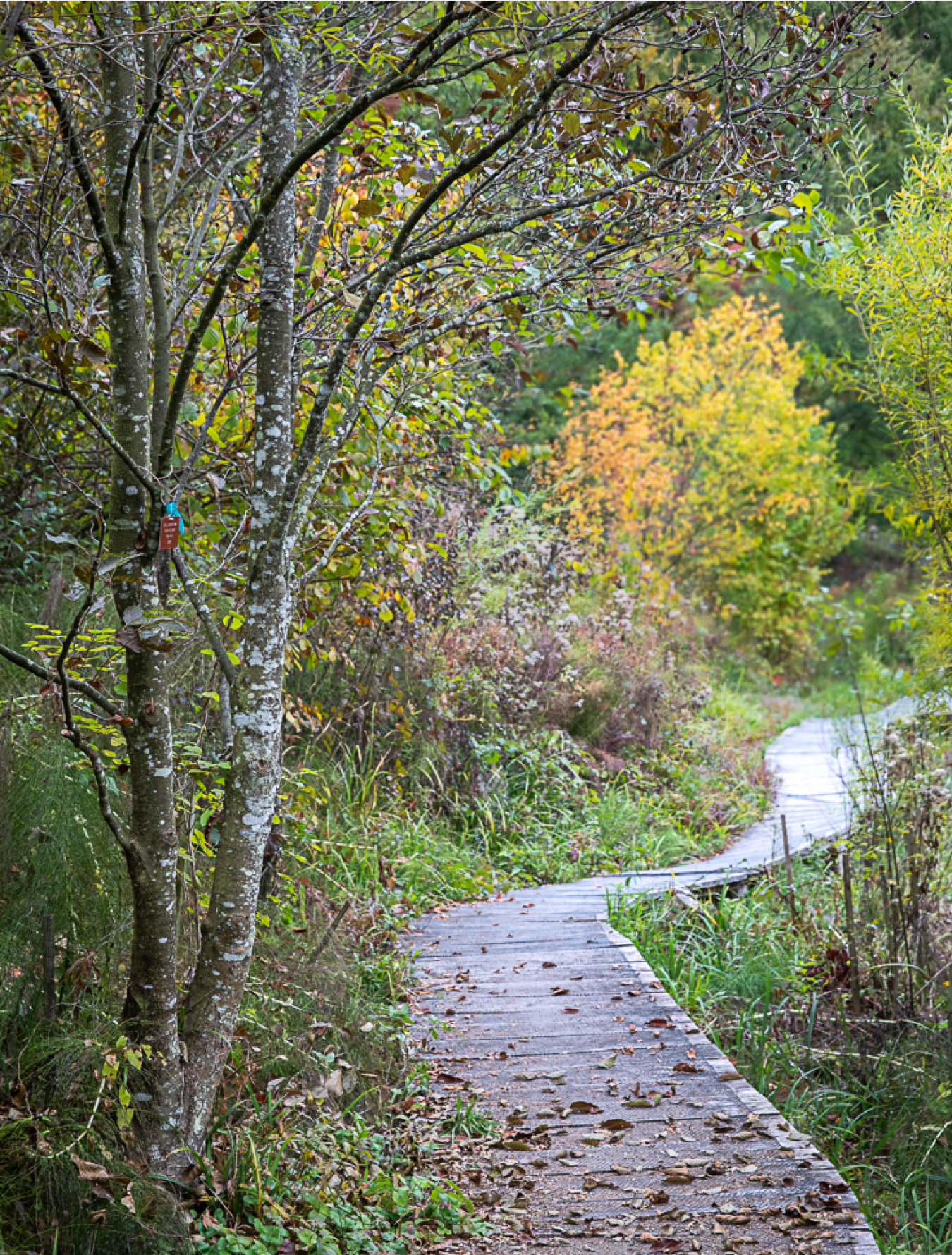 Garden_Lab#13, Des arbres & des hommes. Arboretum du Vallon de l'Aubonne, en Suisse.