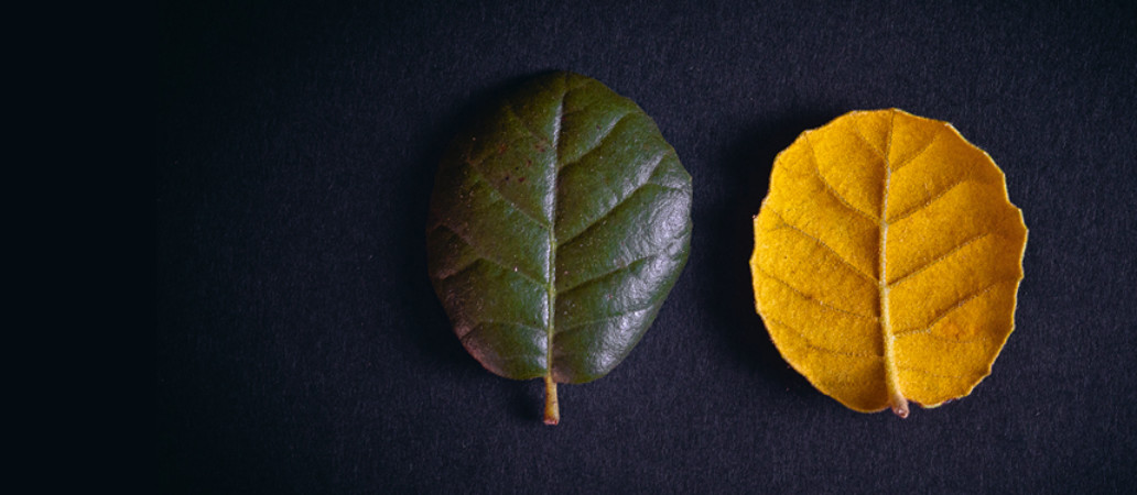 Garden_Lab#13, Des arbres & des hommes. Pépinière Florama.