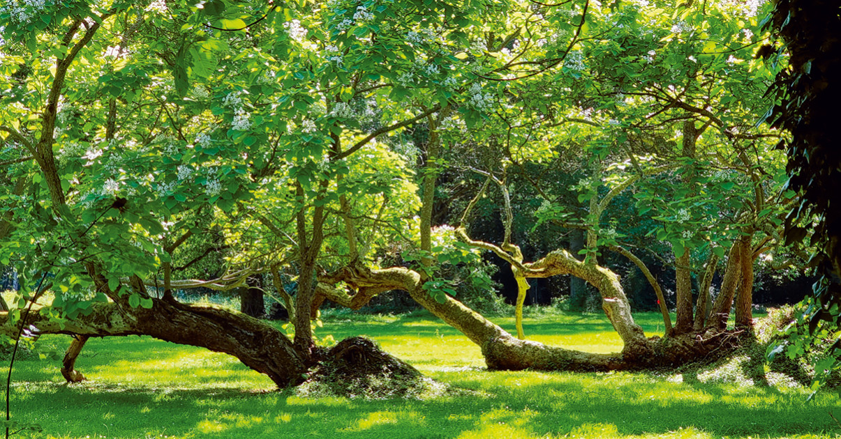 Garden_Lab 13, Des arbres & des hommes, la renaissance du domaine de St Quirin.